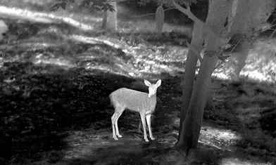 When Choosing A Thermal Imaging Camera For Outdoor Hunting, You Must Know These Things